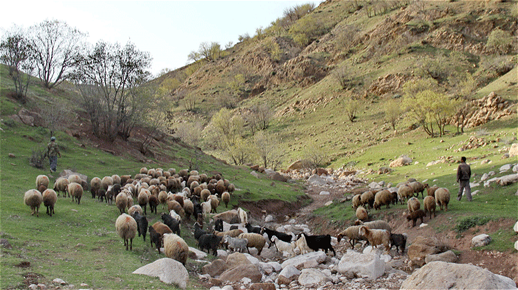 نفس مراتع در زنجان به شماره افتاد